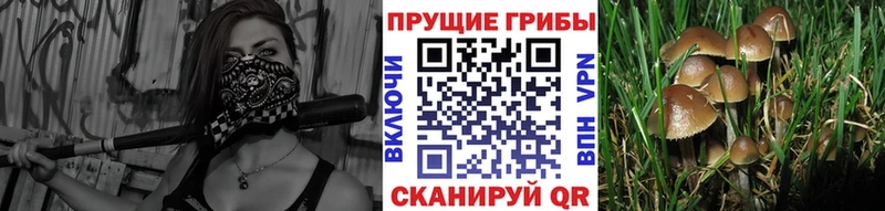 цена   Кохма  Псилоцибиновые грибы мухоморы 